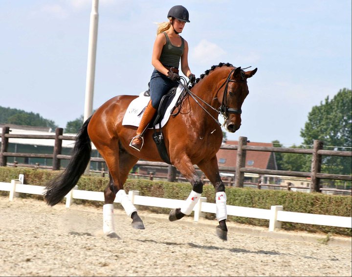 117580395001798 Quality Horses