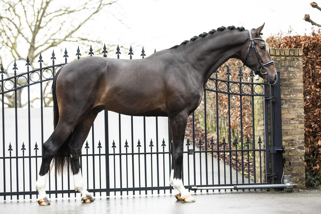 Max - Quality Horses