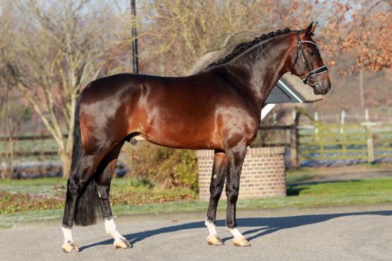 doe alstublieft niet Ziekte eindeloos Quality Dressage Horses